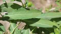 Euphorbia platyphyllos