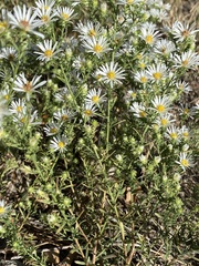 Symphyotrichum lanceolatum
