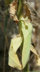 Euphorbia platyphyllos