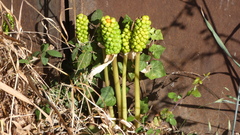 Arum italicum
