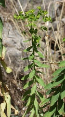Euphorbia platyphyllos