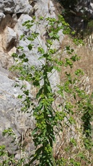 Euphorbia platyphyllos