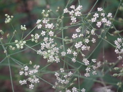 Saposhnikovia divaricata