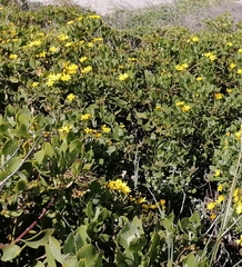 Osteospermum moniliferum