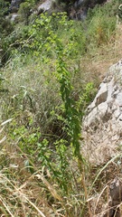 Euphorbia platyphyllos