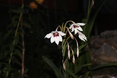 Gladiolus murielae