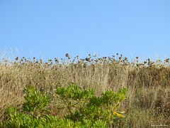Dactylis glomerata hispanica