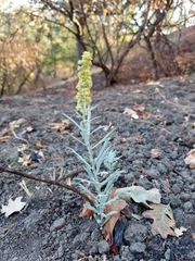 Artemisia douglasiana