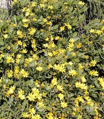 Osteospermum moniliferum
