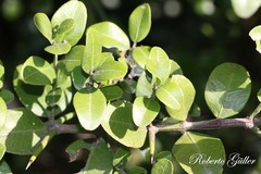 Scutia buxifolia