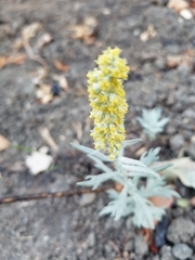 Artemisia douglasiana