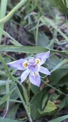 Moraea setifolia