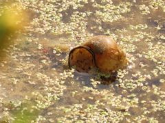 Cipangopaludina chinensis