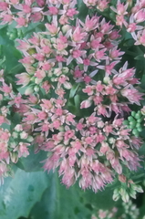 Hylotelephium maximum × spectabile