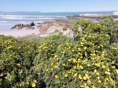 Osteospermum moniliferum