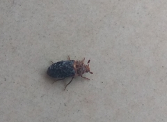 Dermestes undulatus