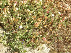 Echium rosulatum