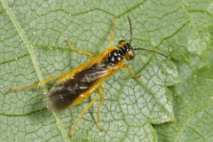 Harpiphorus lepidus