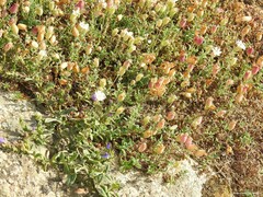 Echium rosulatum