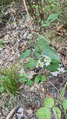Eurybia divaricata