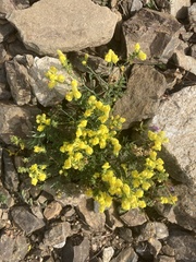 Linaria vulgaris