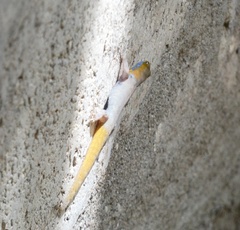 Gonatodes albogularis notatus