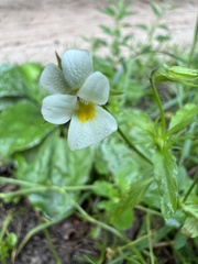Viola arvensis