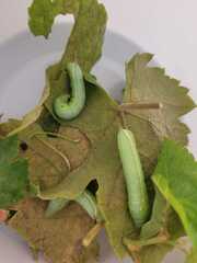 Hippotion celerio