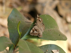 Celaenorrhinini