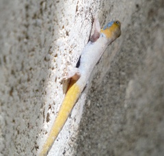 Gonatodes albogularis notatus