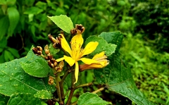 Erinocarpus nimmonii