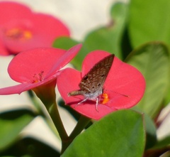 Hemiargus ceraunus