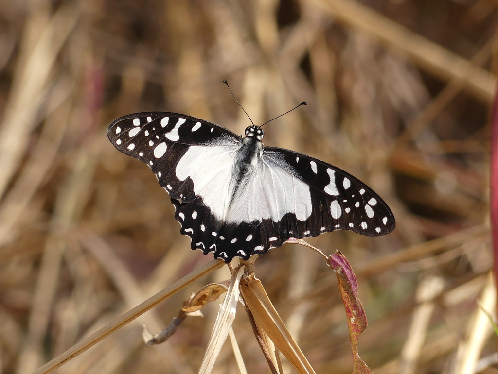 Angola White Lady