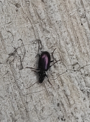 Agonum