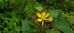 Erinocarpus nimmonii