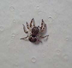 Euophryini
