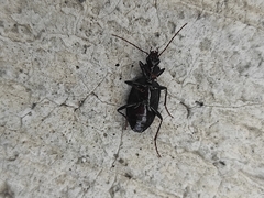 Agonum
