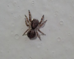 Euophryini