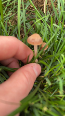 Panaeolus foenisecii