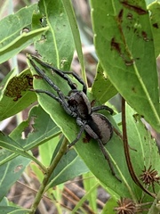 Geolycosa