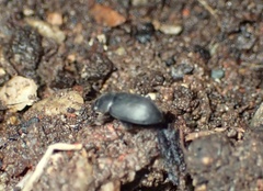Tenebrionoidea