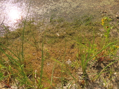 Eleocharis acicularis