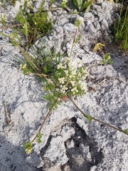 Dasispermum hispidum