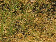 Eleocharis acicularis