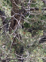 Pinus edulis