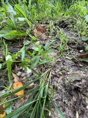 Viola arvensis