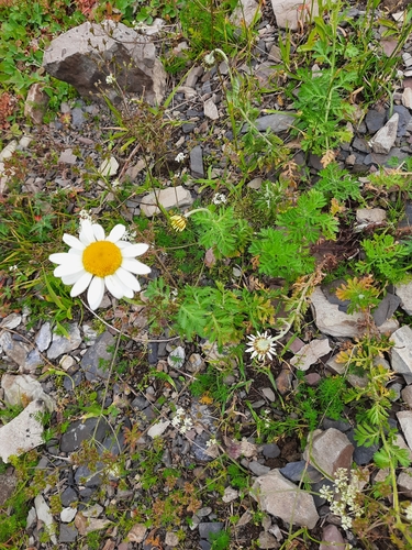 Cota melanoloma (Cota melanoloma)