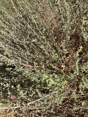 Brickellia californica