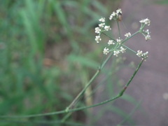 Saposhnikovia divaricata