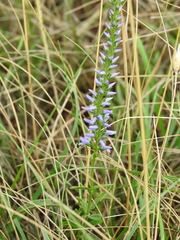 Veronica barrelieri